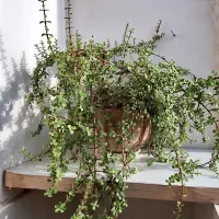 گل و گلدان خرفه‌ای