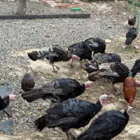 بوقلمون فروشی ‌