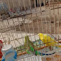 واگذاری مرغ عشق