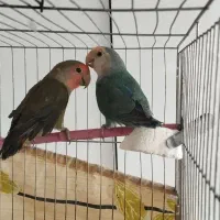 طوطی برزیلی