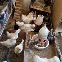 مرغ، خروس و نیمچه سلطان|حیوانات مزرعه|فردیس, فردیس|دیوار