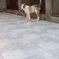 آلابای  خراسان هفتاد و پنج روزه