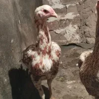 تخم لاری نسل دار|حیوانات مزرعه|خوی, |دیوار