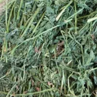 کاه گندم و یونجه پشه دورا