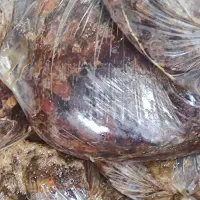خرماضایعات