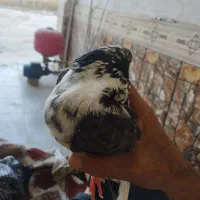 کبوتر|پرنده|بندر ترکمن, |دیوار