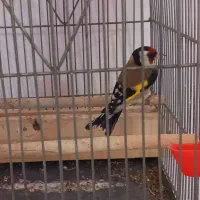 سهره دوماه قفس شروع کرده خوندن نیمه رام درشت