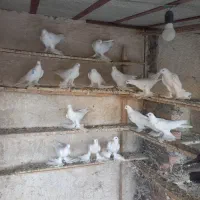 فروش کفتر|پرنده|تبریز, |دیوار