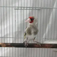 سهره قناری،آکواریوم فلاور،طوطی