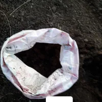 کود گاوی چند ساله پوسیده