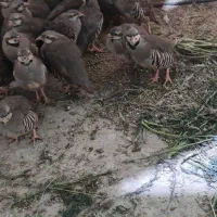 جوجه ۴ ماه گپگ مناسب خوردن و نگهداشتن