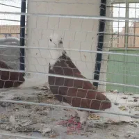 کبوتر شازده سرخ به شرط پرش و تخم‌وجوجه دهن جور|پرنده|یزد, |دیوار