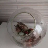 تنگ شیشه ای