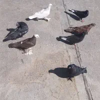 کفتر