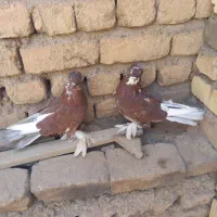 کفتر|پرنده|قم, شهر قائم|دیوار