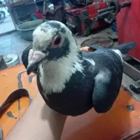 کفتر ابلغ قره