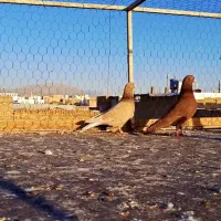 کفتر دست اولی زدو خوردی