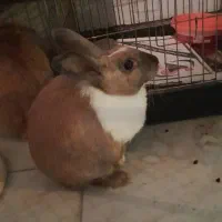 واگذاری خرگوش|موش و خرگوش|پردیس, فاز ۱۱|دیوار