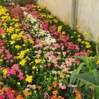 گل کالانکویه