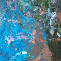 ماهی کوی سوپرباله چرم|ماهی|قم, حاج خلیل|دیوار