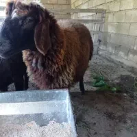 بره