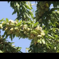 نهال فروشی مصباحی|گل و گیاه طبیعی|خسروشاه, |دیوار