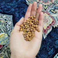 نخود زرد اعلا