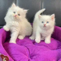 گربه بریتیش حضوری اهواز