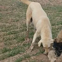 گمشده|سگ|بزینه رود, |دیوار