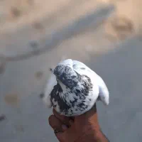 کبوتر|پرنده|اندیکا, |دیوار