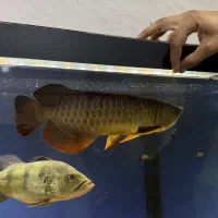 آروانا گلدن های بک.|ماهی|قزوین, |دیوار