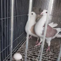 کفتر پشت|پرنده|بیرجند, |دیوار