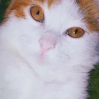 واگذاری دو عدد گوگولی نارنجی|گربه|مشهد, شهید قربانی|دیوار