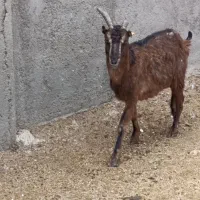 یک راس بز جوان وزن حدود 45 کیلو