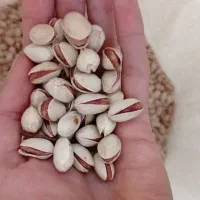 پسته احمد آقایی