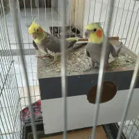 یک جفت عروس هلندی خوشگل