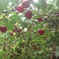 باغچه زیباورویایی درچهارخروار