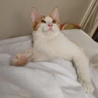 گربه Dsh نر
