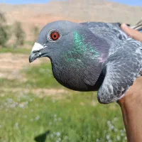 گوشی نونو بدون استفاده سالم سالم آک.         پلاکی