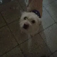 سگ پاکوتاه ماده|سگ|خمین, |دیوار