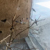 کوتوله. مرغ عشق. فنچ|پرنده|شیبکوه (فارس), |دیوار