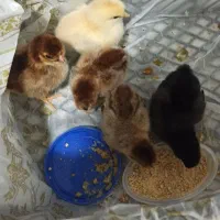 جوجه لهستانی ۱۰۰