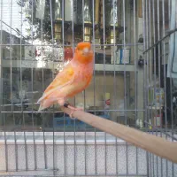 قناری نر شلاقی ماده آماده چمنی  لیزارد سرخ برفکی|پرنده|شهرضا, |دیوار