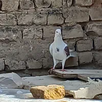 کبوتر