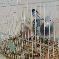 نر بدرنگ  پلنگ