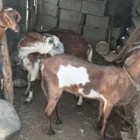 سه عددتالی  نژادخوب