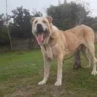 سگ پژدر ۵ ماهه|سگ|بندر ترکمن, |دیوار