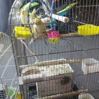 حیوانات خانگی