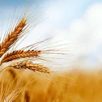 گندم بذری دیم درجه 1