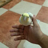 فروش عروس هلندی لوتینو فول رام